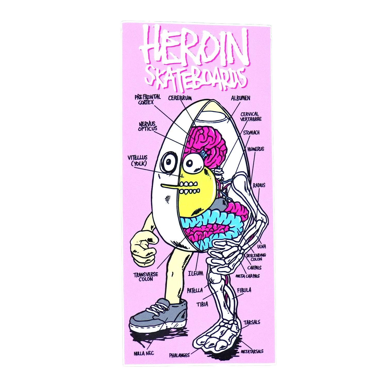 Heroin Skateboard Sticker Anatomy 6.5" x 2.75"